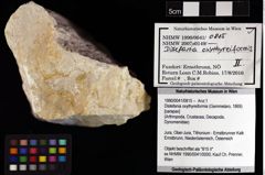 Foto (Objket + Etiketten) von Distefania oxythyreiformis (Gemmelaro, 1869) 